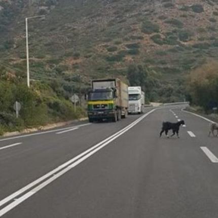 κατσίκια βοακ