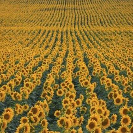 ηλιοτρόπια 