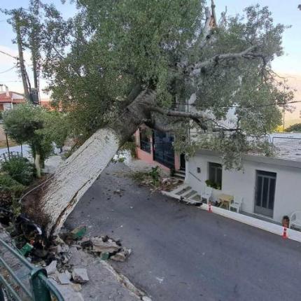 Αναστάτωση στον Μέρωνα Αμαρίου από την πτώση μεγάλου δέντρου μέσα στο χωριό