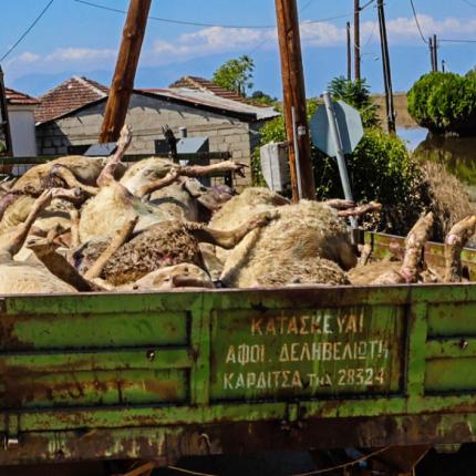 κακοκαιρια νεκρά ζωα