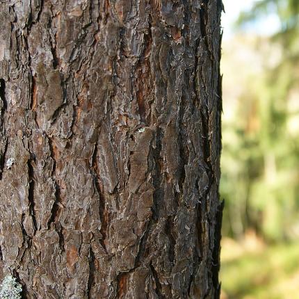 πεύκο κορμός