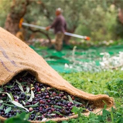 ελιές χωράφι