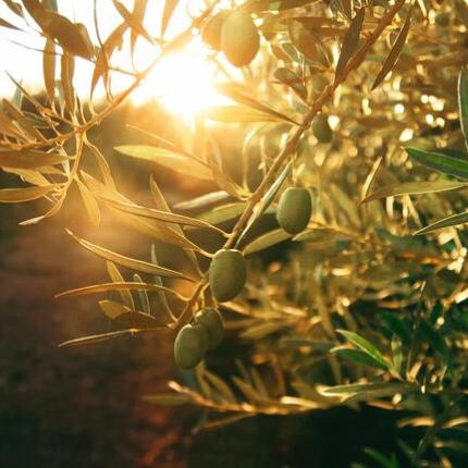 ελαιόλαδο