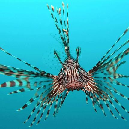 Λεοντόψαρο