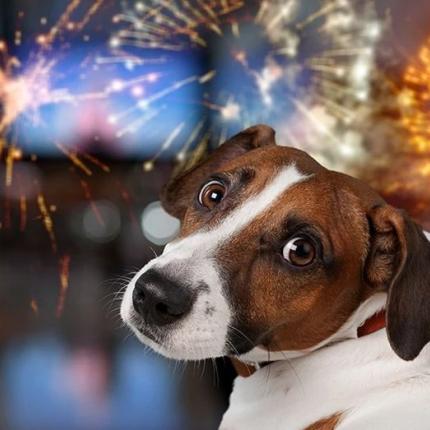 Πυροτεχνήματα - σκυλάκι