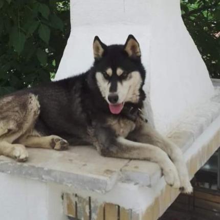 Αράχοβα - Χάσκι