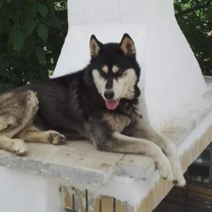 αραχωβα σκυλος