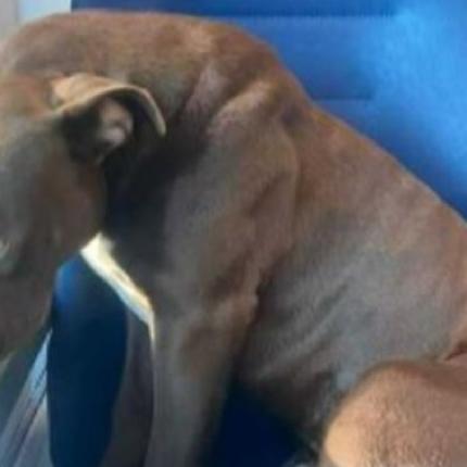 πίτμπουλ τρένο