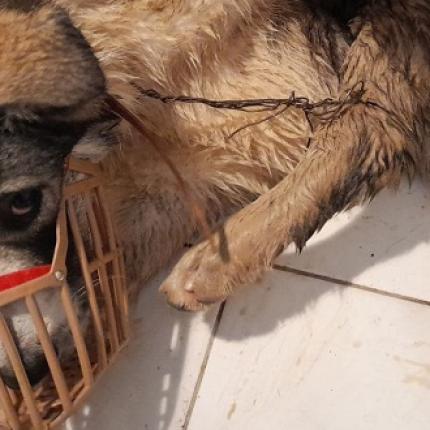 Σκυλάκι Μετέωρα