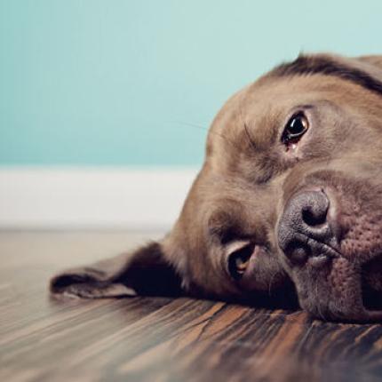 σκύλος κατάθλιψη