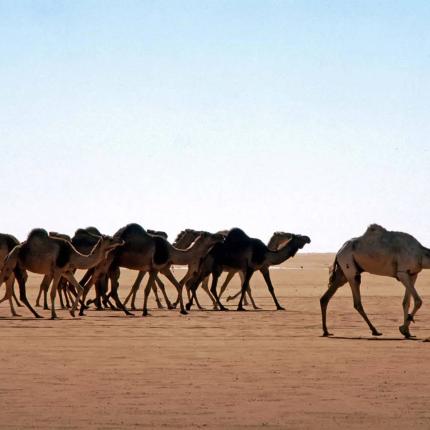 καμήλες