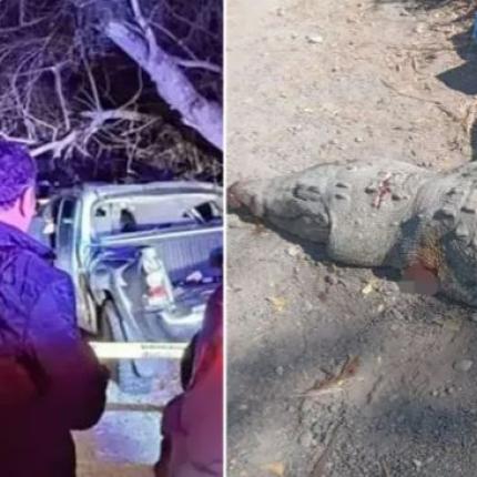 μεξικο κροκοδειλος