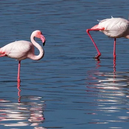φλαμίνγκο