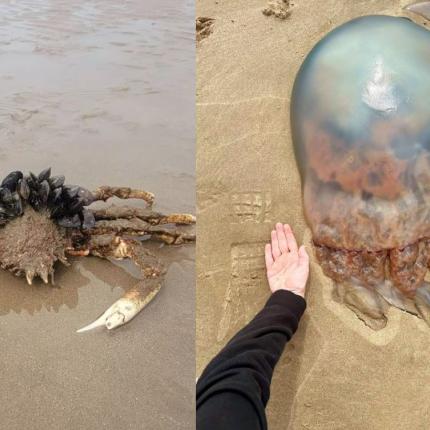 μεδουσες καβουρια