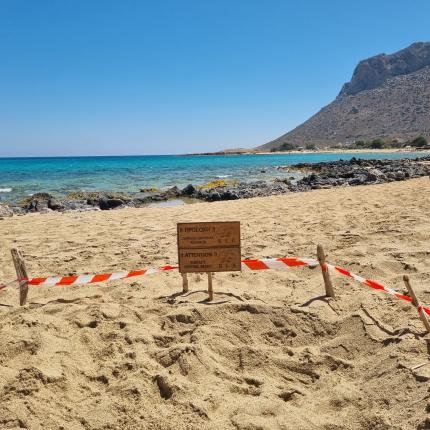 Φωλιές θαλάσσιας χελώνας Caretta caretta στην Παχιά Άμμο