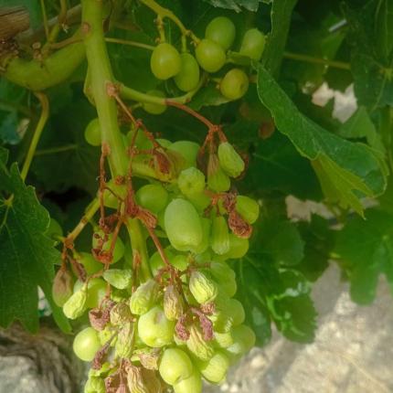 ζημιες στα αμπέλια