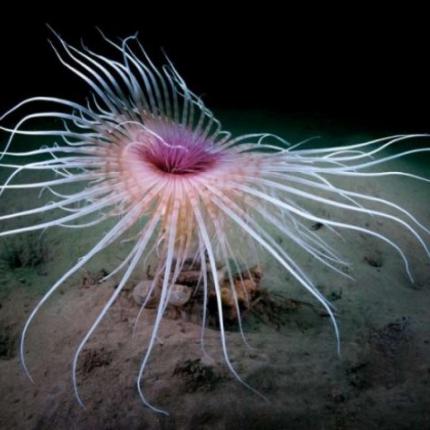 θαλάσσια ανεμώνη 