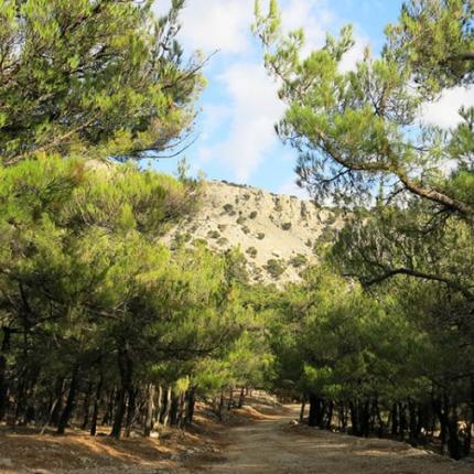 δασος Σύμης - βιαννος