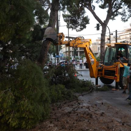 δέντρο σμπώκου