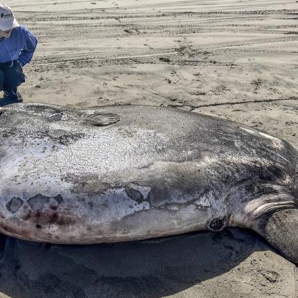ψαρι γίγαντας