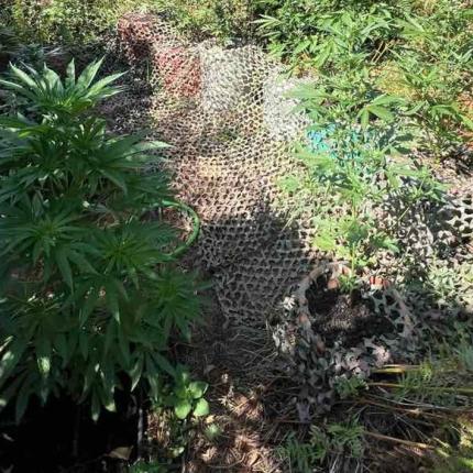 ΧΑΣΙΣΟΦΥΤΕΙΑ