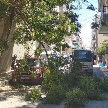 πτώση κλαδιών 