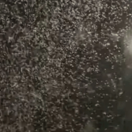 ΕΝΤΟΜΑ - ΛΑΡΙΣΑ