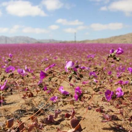 Χιλή - έρημος