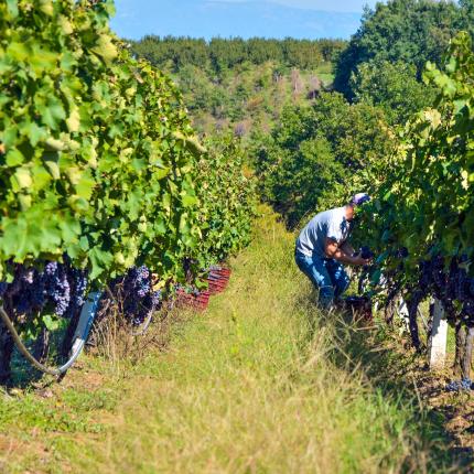 αμπέλι - σταφύλια 