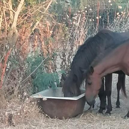 άλογα Έβρος λειψυδρία