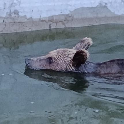 Αρκούδα Ιωάννινα