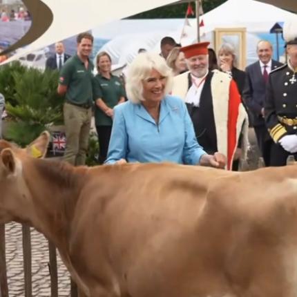 βασίλισσα αγελάδες