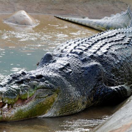 Κροκόδειλος 