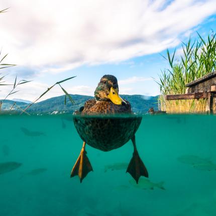 Το Σύνδρομο της πάπιας
