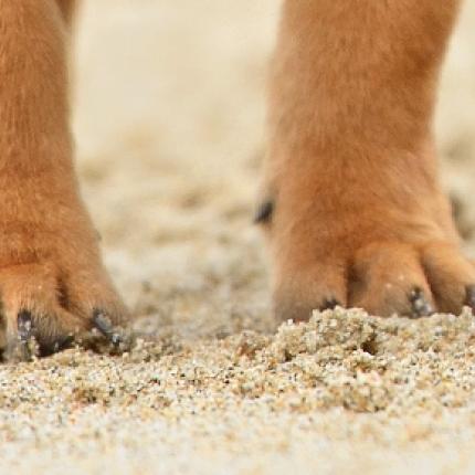 σκύλος - πατούσες 