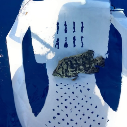 ψάρι καρέκλα