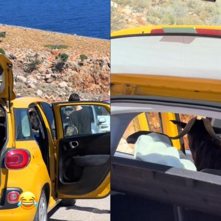 Τράγος Χανιά