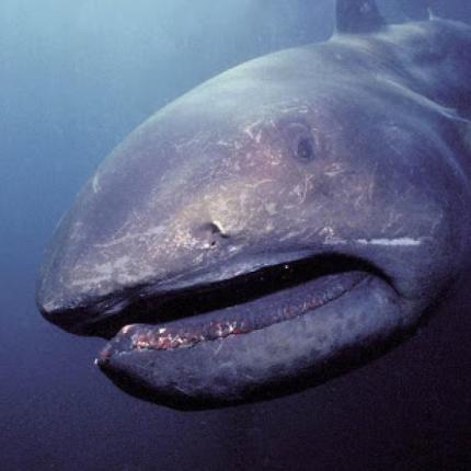 μεγαλοστομος καρχαριας