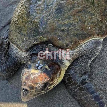 διάσωση χελώνας