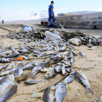 νεκρά ψάρια