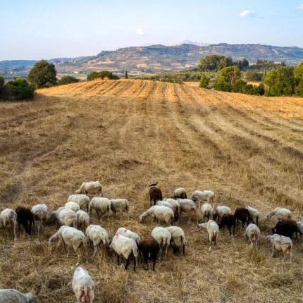 προβατάκια
