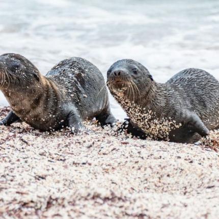θαλασσια λιοντάρια