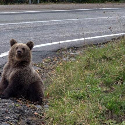ΑΡΚΟΥΔΑΚΙΑ