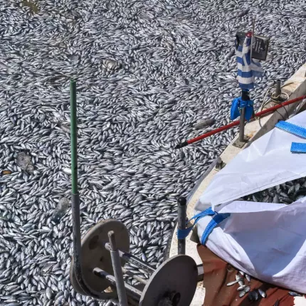 Βόλος ψάρια