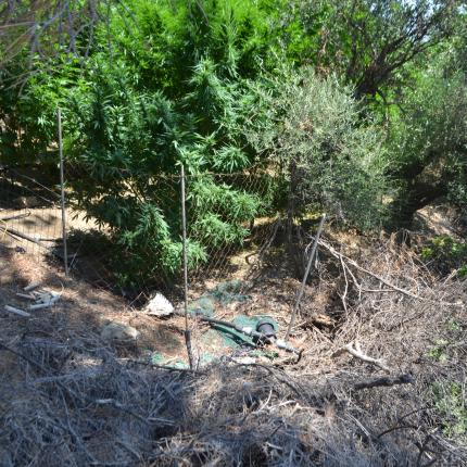 δενδρύλλια