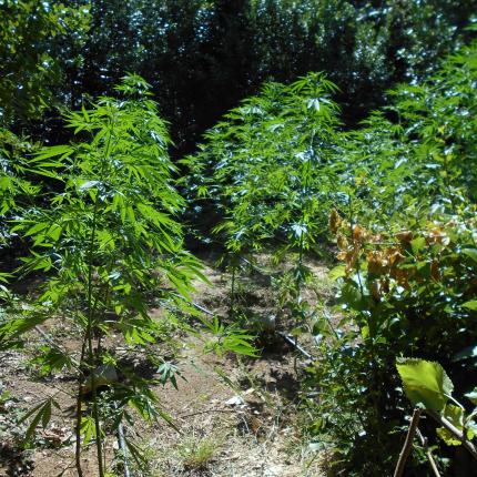 χασισοφυτεία