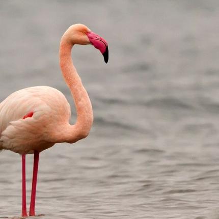 φλαμίνγκο