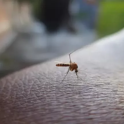 Ιός Δυτικού Νείλου