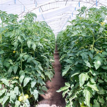 καλλιέργεια ντομάτας