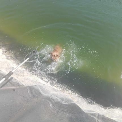 σκυλάκι διάσωση